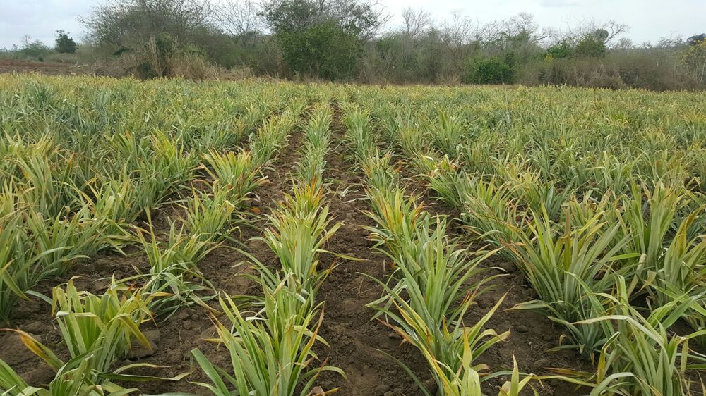 Shamba  Kiwangwa