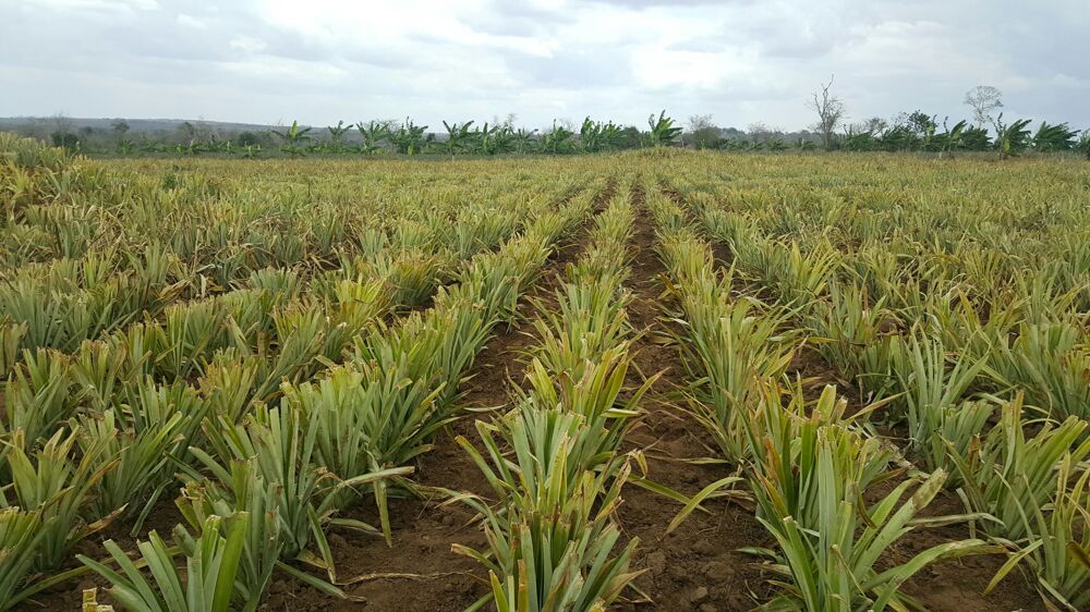 Shamba  Kiwangwa